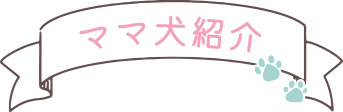 ママ犬紹介