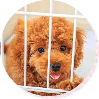 サークルまたはゲージ