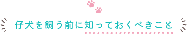 仔犬を飼う前に知っておくべきこと